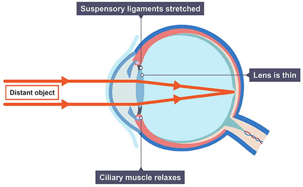 What is the role of the nervous system in GCSE Biology? BBC Bitesize