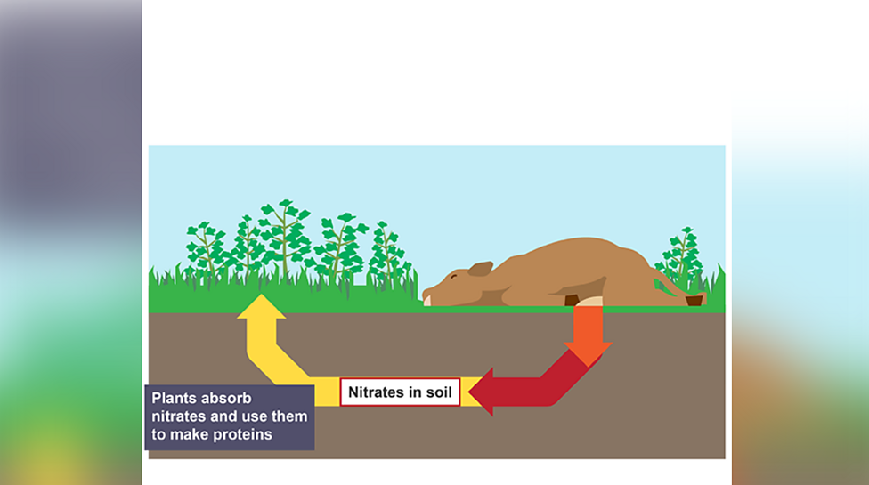 What is the nitrogen cycle in GCSE Biology? - BBC Bitesize