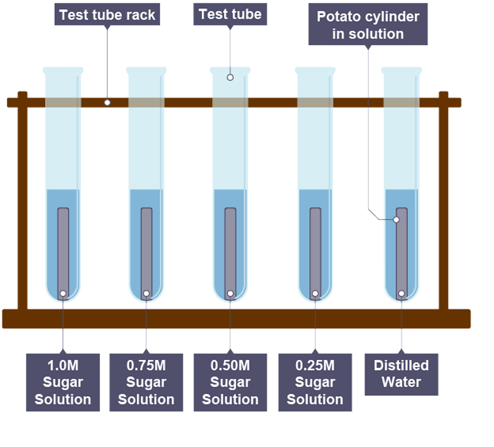 What is the role of osmosis in GCSE Biology? - BBC Bitesize