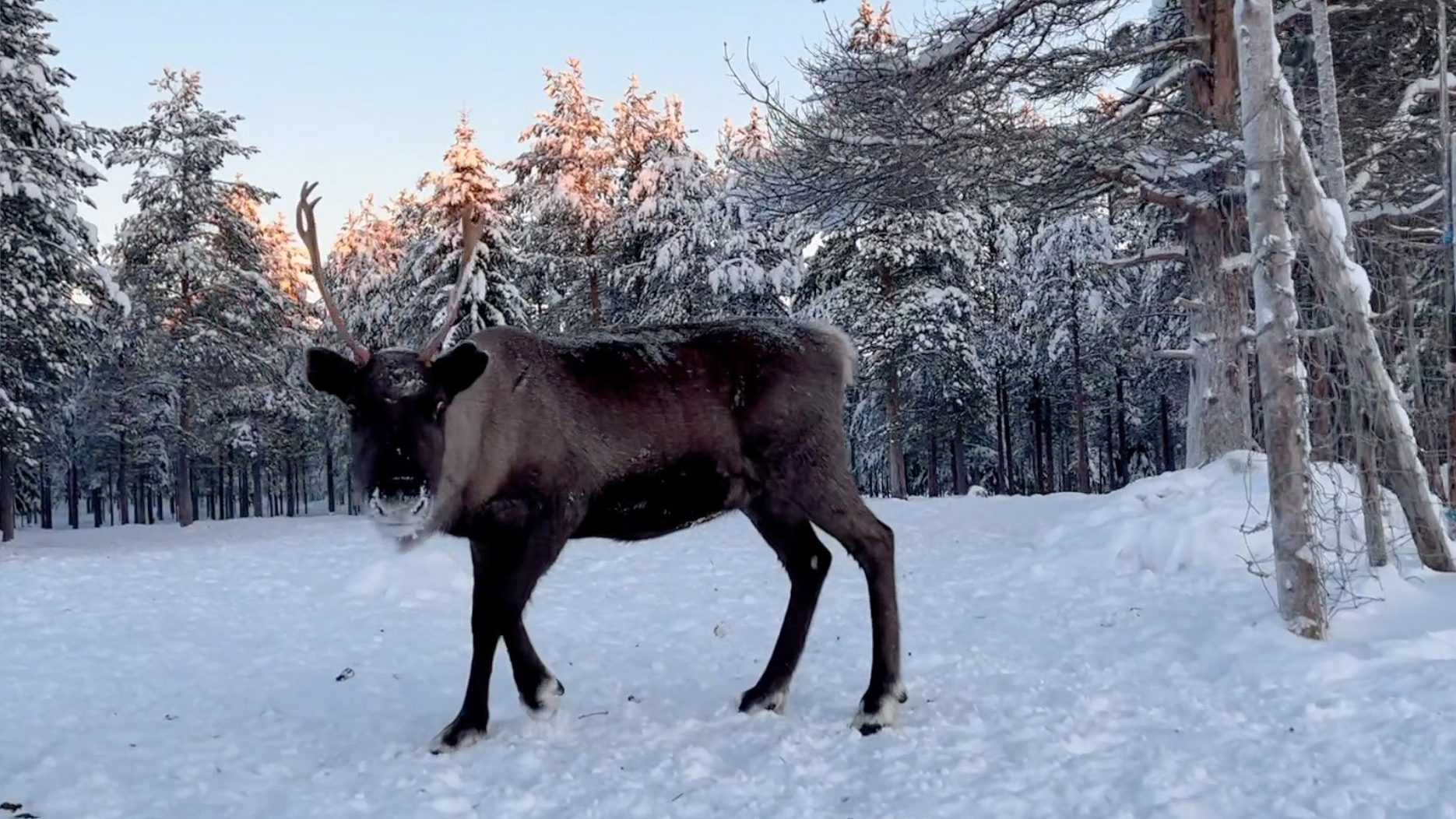 Reindeer are helping save the planet (seriously)