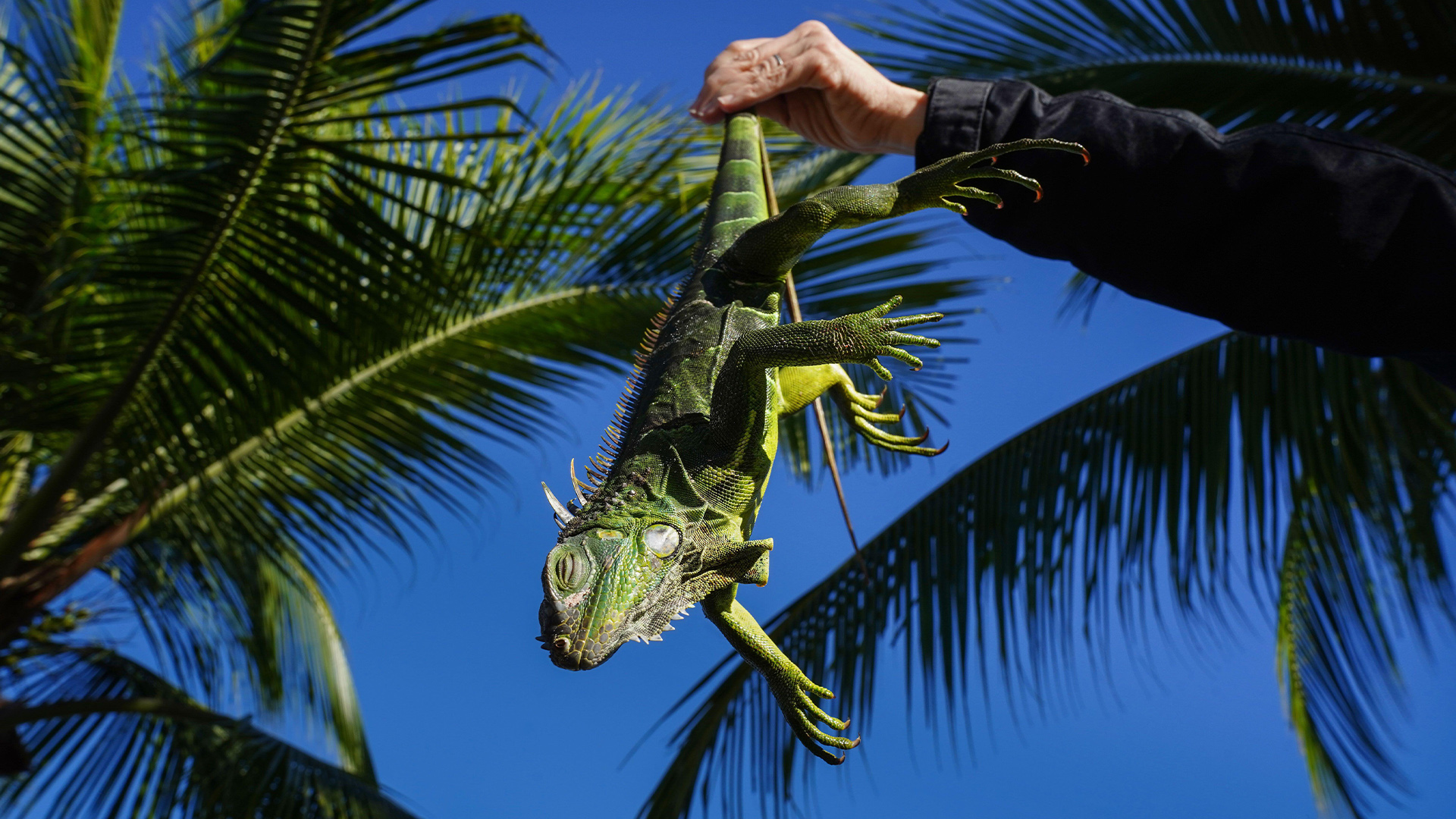 Frozen iguanas are falling from trees, but don't worry!