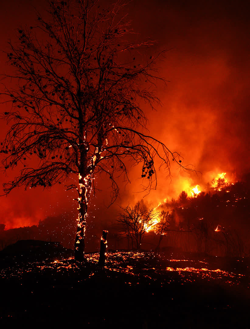 Trees burn during the East Attica wildfire near Stamata, northeast of Athens, Greece, on Sunday, Aug. 11, 2024.