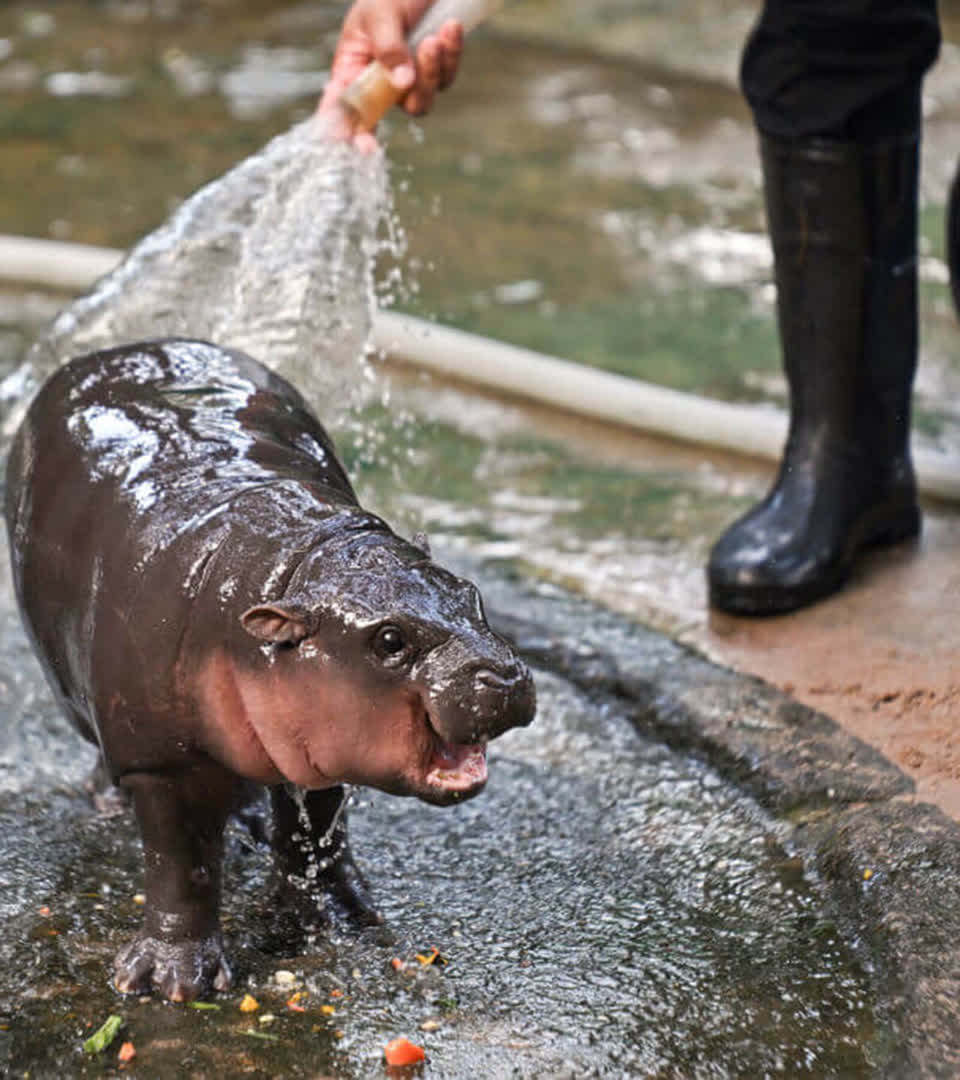 Moo Deng splashes in a bucket of water in her enclosure at the Khao Kheow Open Zoo on November 11, 2024 in Pattaya, Thailand. 