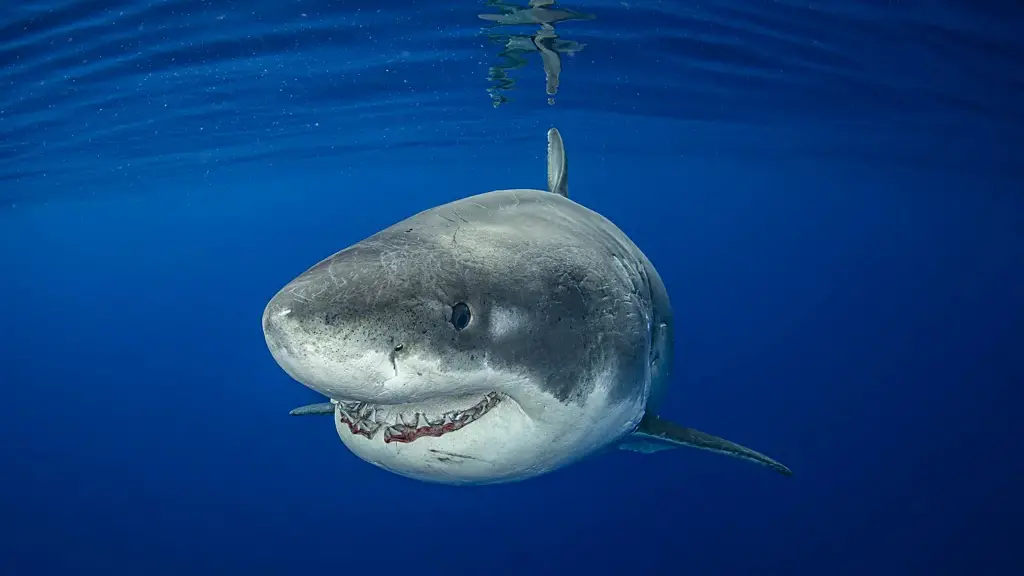 A diver swims with a great white shark known as Haole Girl (Credit: Kimberly Jeffries)