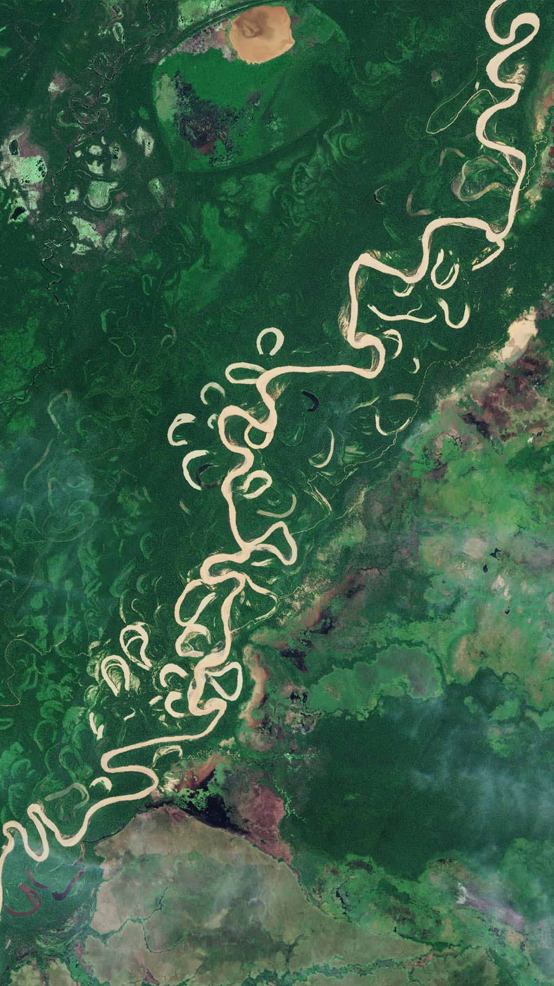 A satellite image of the Bolivian rainforest has the river coloured brown and the rainforest in dark green.