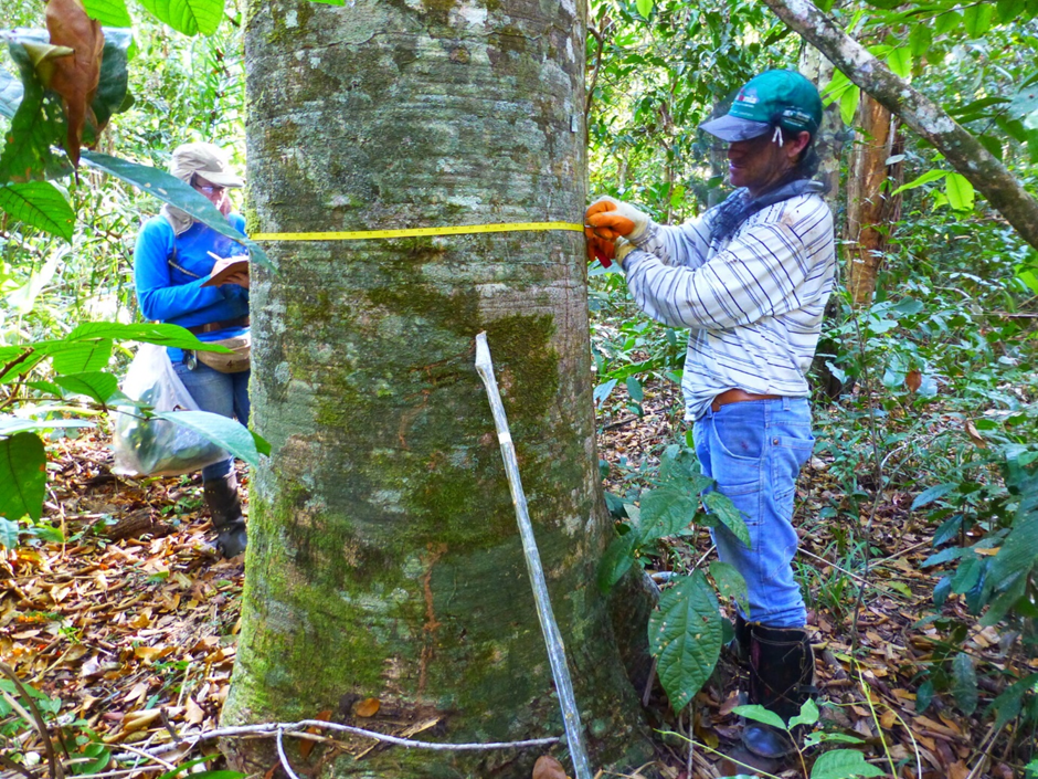 Two men measure a tree trunk