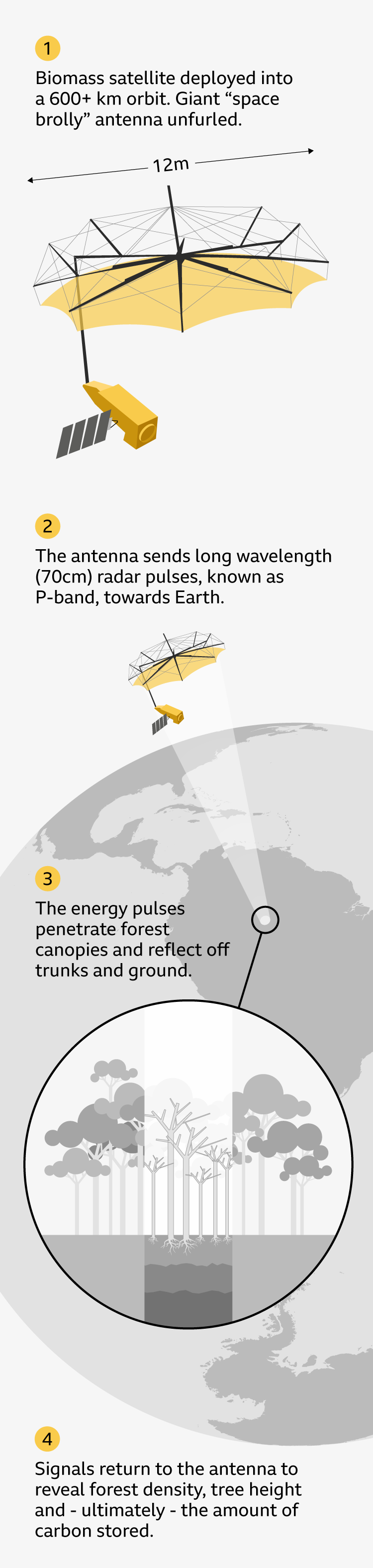 An infographic showing the Biomass satellite image in space with its 12-meter-wide antenna which can send radar signals to Earth. The illustration also shows how radar wavelengths penetrate forest canopy and soil, and send the data on tree height and density back to the antenna for processing.