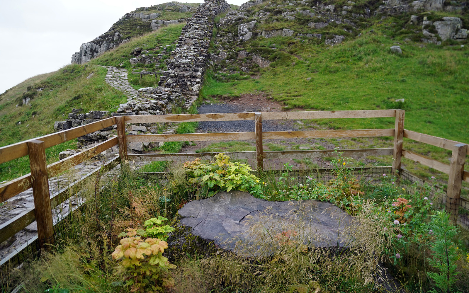 Shoots growing at the stump of the fallen Sycamore Gap tree 