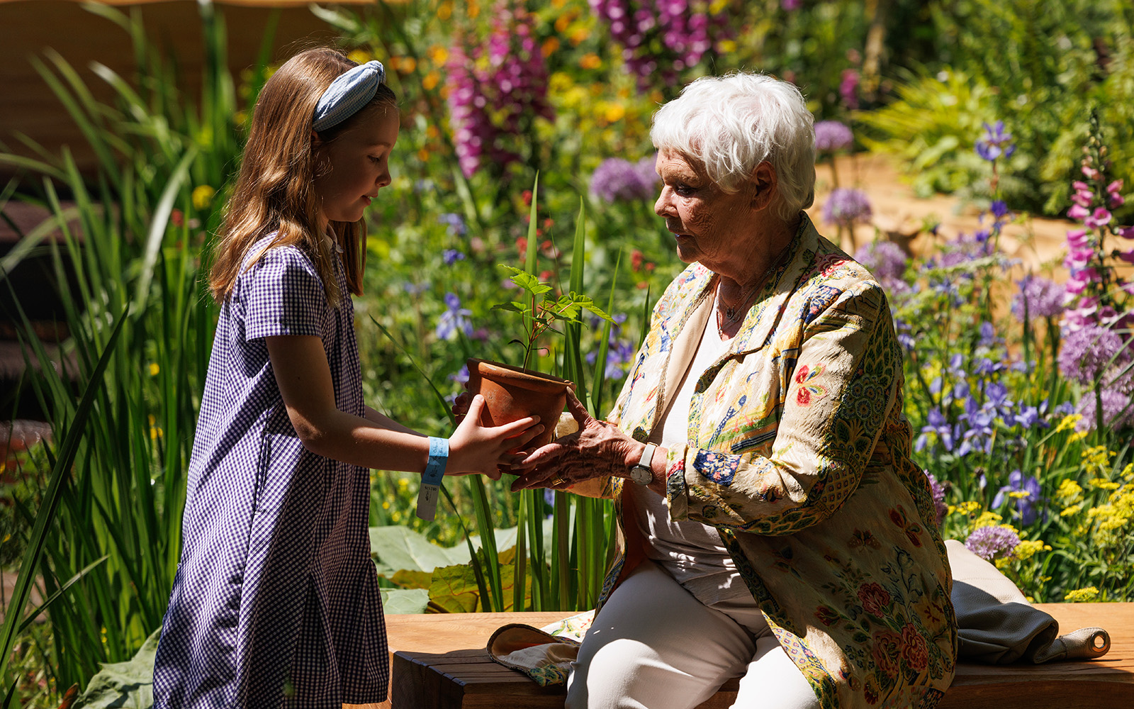 Young girl and Dame Judi Dench hold a plant pot containing a seedling grown from seeds from the fallen Sycamore Gap tree