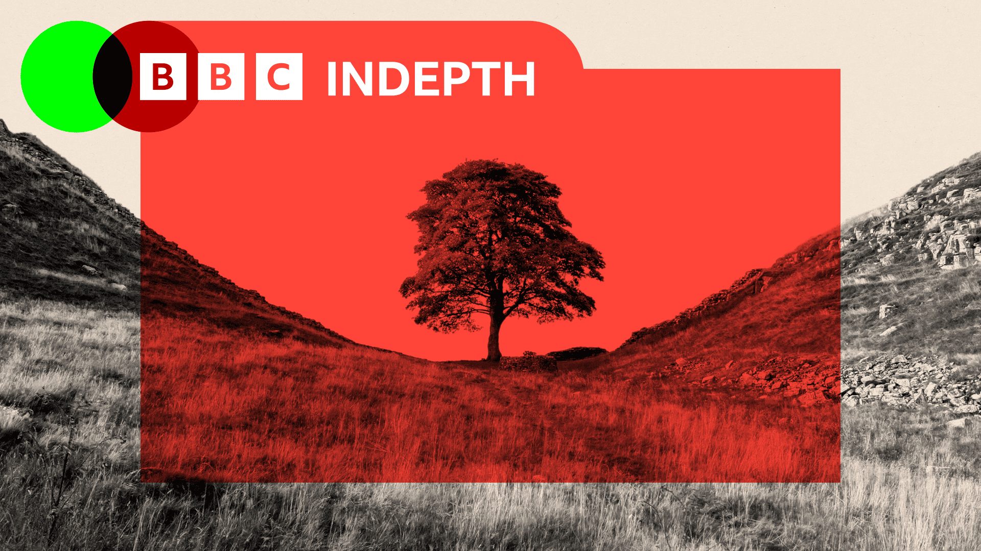 Graphic of the tree at Sycamore Gap at night