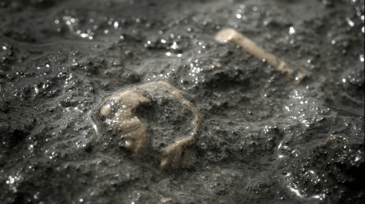 A fossilised 166-million-year-old sea urchin in two pieces and half burried in rock.
