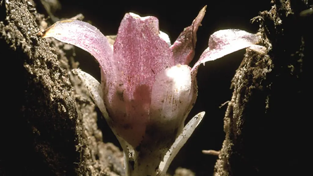 The Western Australian underground orchid in flower (Credit: Kingsley Dixon)