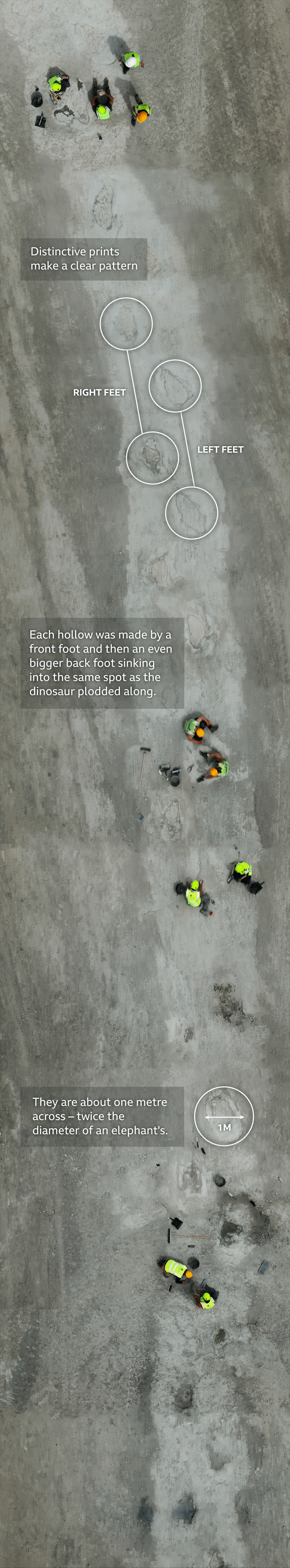 An aerial image compiled from drone video showing a long section of the dinosaur footprints, which can be seen as dark patches forming a regular pattern along the trackway. Groups of palaeontologists can be seen in hi-vis jackets and hardhats working with trowels, brushes and buckets to fully uncover individual footprints. Annotations on the image indicate that the each footprint is around one metre across and that the pattern indicates the dinosaur it placed its back feet into the same hollows made by its front feet as it walked along.