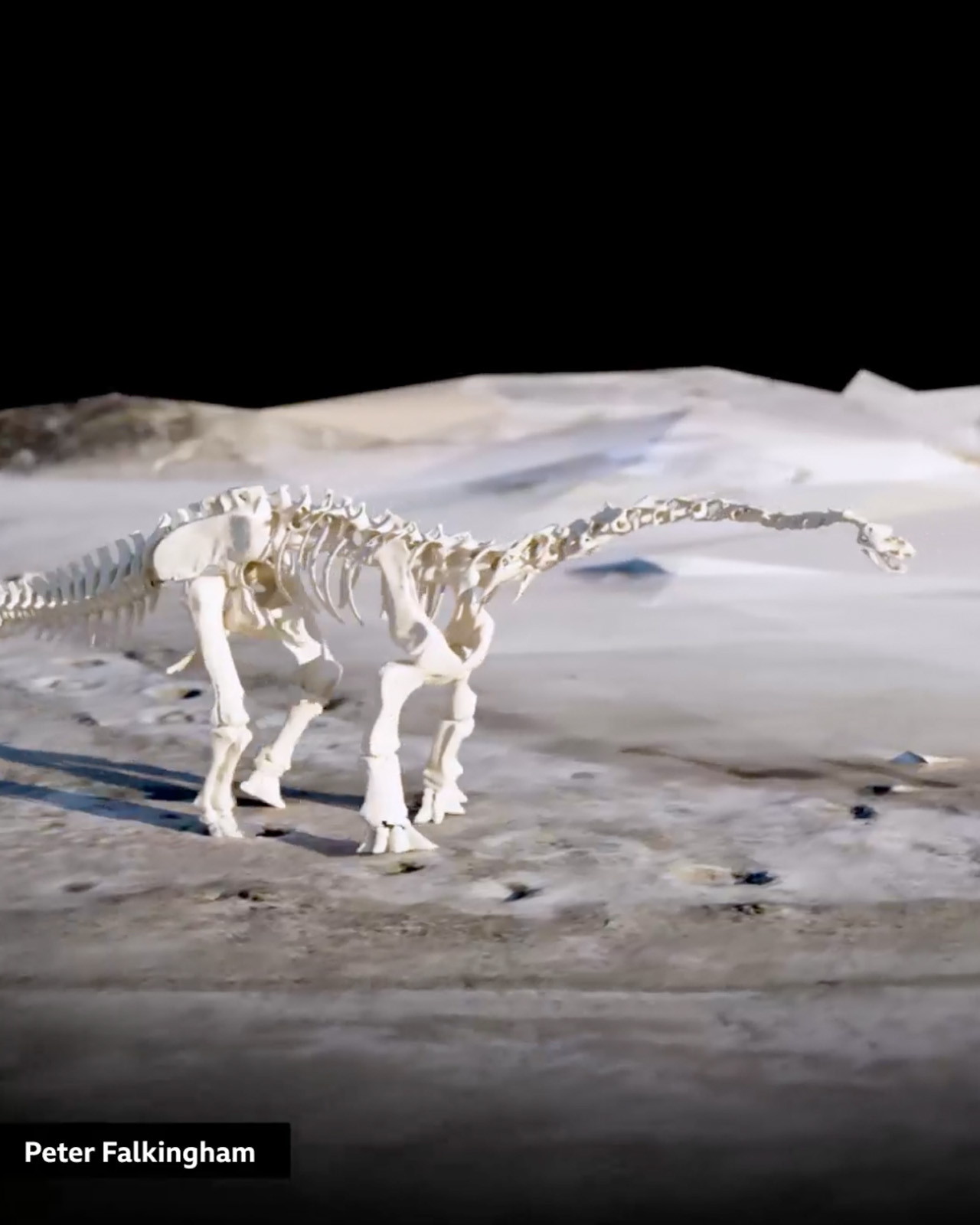 Still from an animation showing an articulated cetiosaurus skeletion walking along the trackway. The skeleton is an attempt to recreate the movements of the dinosaur which left the fossilised footprints and each step of the computer-generated dinosaur falls into one of the prints.