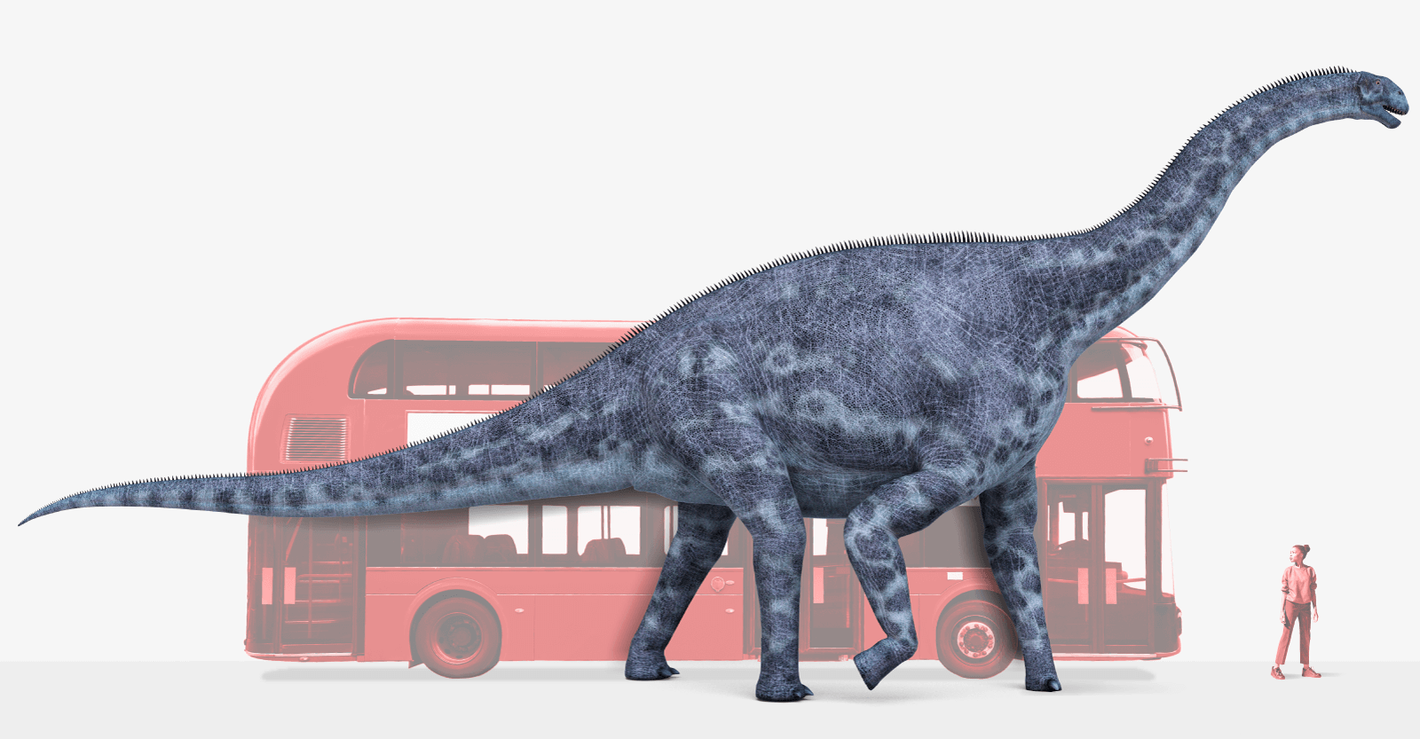 Artists impression of a cetiosaurus compared in size to a London double-decker bus and a person. The bus is about the length of the dinosaur's tail and body but its neck stretches several metres beyond the bus. A young woman is also seen for comparison and the dinosaur looms high above her - maybe five times her height.