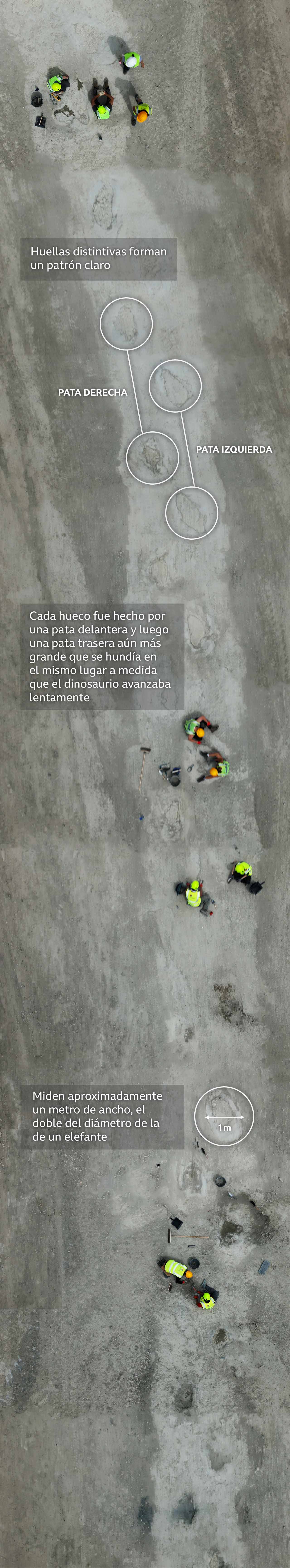 Una imagen aérea, compilada a partir de un video de dron, muestra una sección extensa de huellas de dinosaurio, que se distinguen como manchas oscuras que forman un patrón regular a lo largo del trazado. Se pueden ver grupos de paleontólogos con chalecos reflectantes y cascos de seguridad trabajando con paletas, cepillos y cubos para dejar completamente al descubierto cada huella. Las anotaciones en la imagen indican que cada huella mide aproximadamente un metro de ancho y que el patrón indica que el dinosaurio colocó sus patas traseras en los mismos huecos que sus patas delanteras hicieron al caminar.
