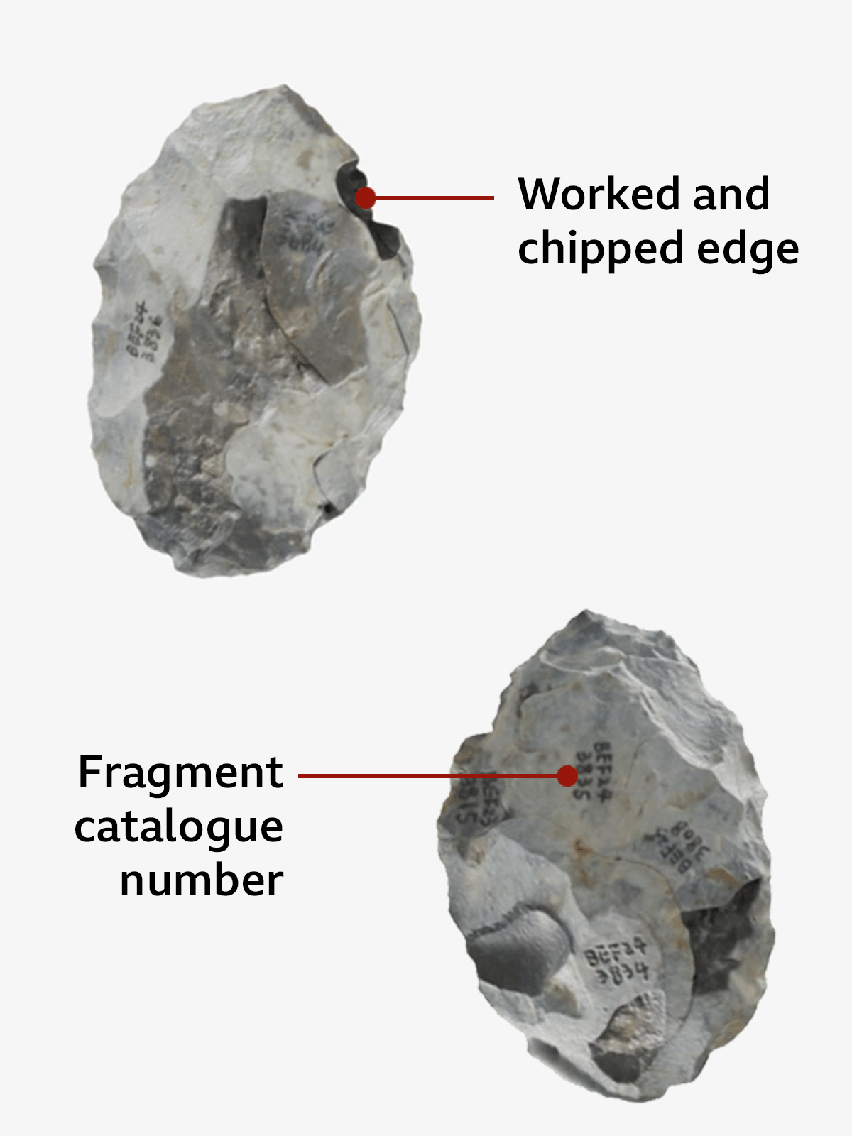 A 3D model of a shaped flint hand axe highlighting the sharpened and chipped sides that form the cutting edge.