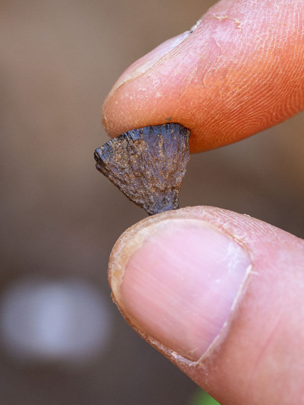 A small triangular piece of pyrite, in close up, held between index finger and thumb and looking almost like a grey shark tooth. The stone is craggy, black at the top and bottom, and about half the size as the persons thumbnail.