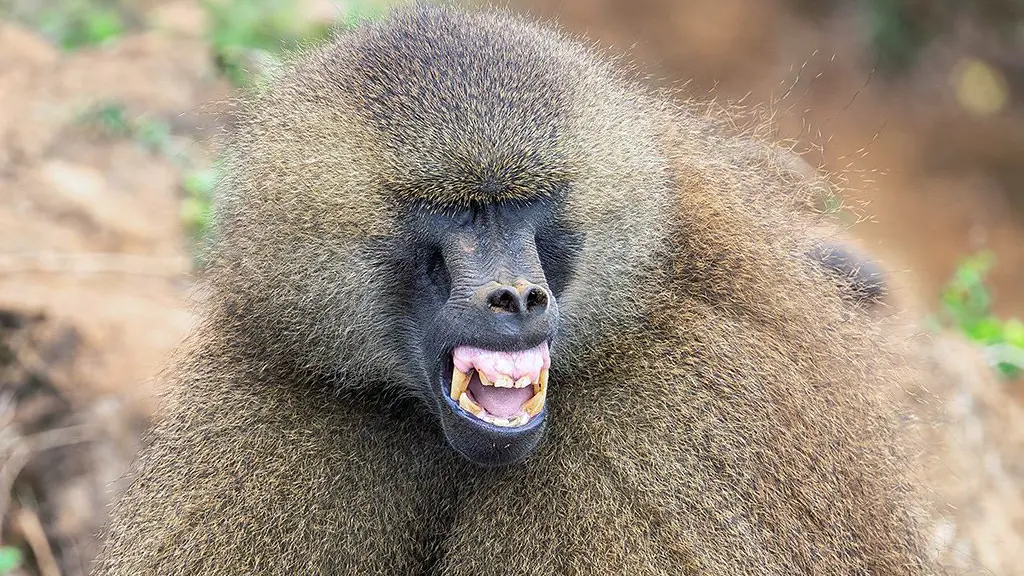 A group of banded mongooses approach a camera (Credit: Alamy)