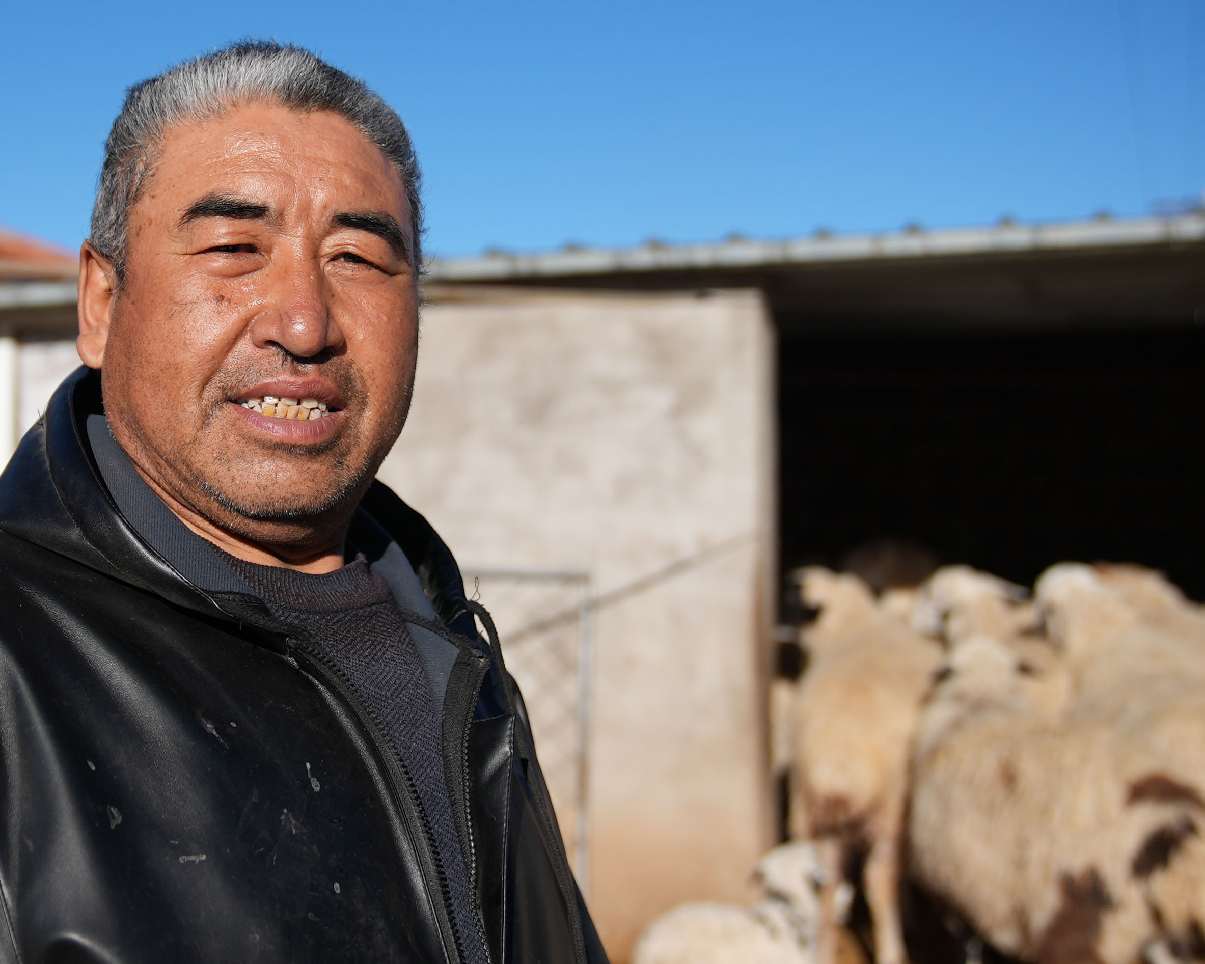 辛貴義(音譯,Xin Guiyi)身穿深色外套,站在戶外的一處牲畜棚旁。他身後是一群羊隻,聚集在一棟簡樸水泥建築的入口處,天空湛藍晴朗。