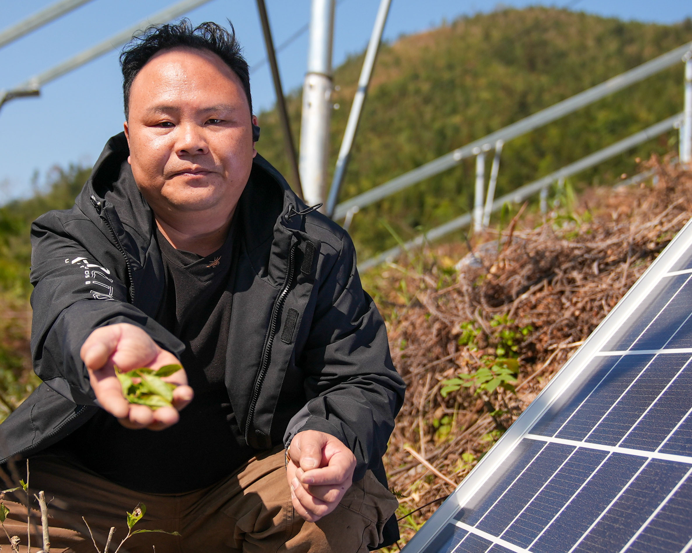 段天松蹲在山坡上一塊太陽能板旁，手中捧著一小撮綠茶葉。身後是已豎起的太陽能板金屬支架，遠處可見覆蓋著森林的山丘。