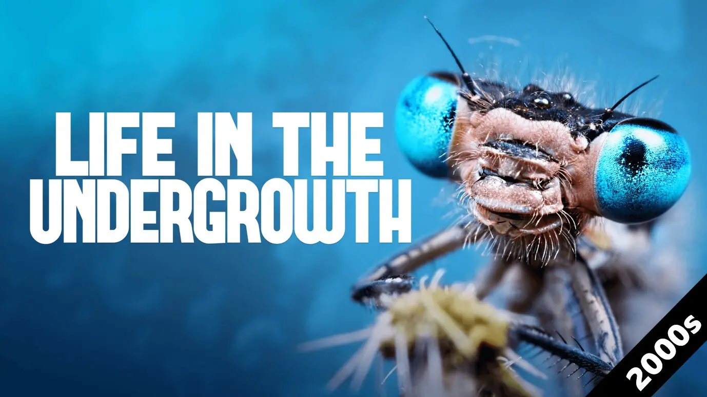 Life in the Undergrowth