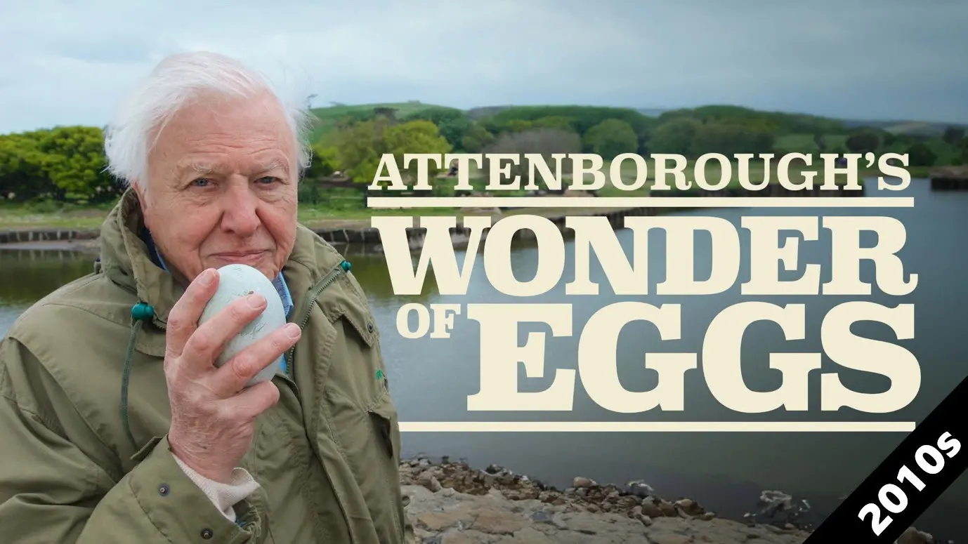 Attenborough's Wonder of Eggs