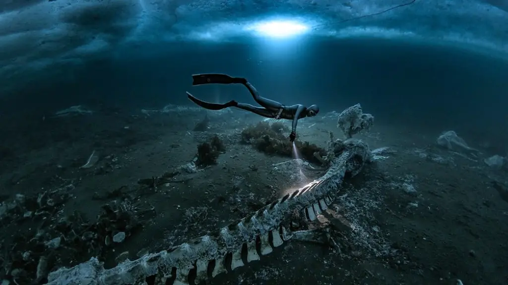 A freediver shines her torchlight on whale bones, a hole in the ice is visible above the diver (Credit: Alex Dawson)