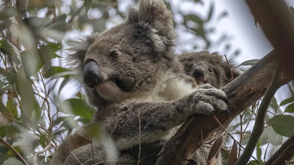 A koala on Kangaroo Island hugs a tree branch and looks at the camera (Credit: Ana Norman Bermudez)