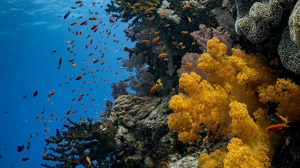Florida's reefs and wrecks offer a mix of marine life, history and easy-access underwater exploration (Credit: Monroe County Tourist Development Council)