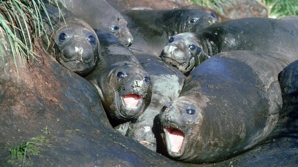 Two polar bears standing on their hind legs on snowy tundra, facing each other and touching forepaws, with a dark blue sky in the background.