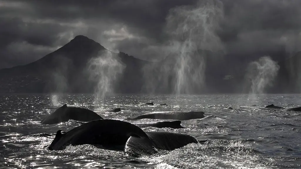 A super-group of humpback whales at the surface (Credit: ChrisFallows.com)