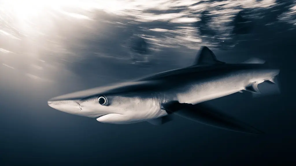 A slender blue shark speeds under the ocean surface (Credit: Hannes Klostermann/ Ocean Image Bank)