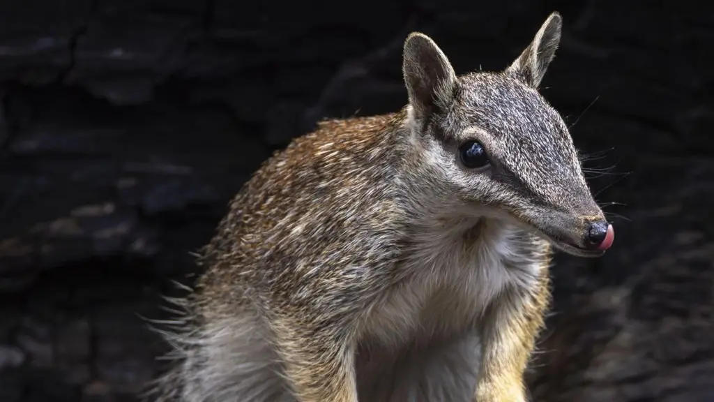 L-R: Numbat, Australian Flying Fox and Australian Sea Lion