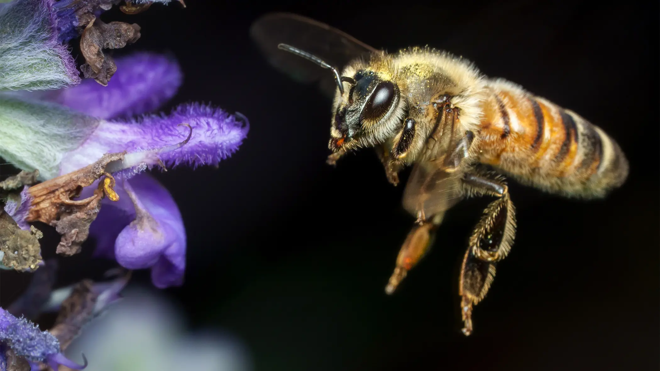 Honeybees take a democratic approach to important decisions (Credit: Getty Images)
