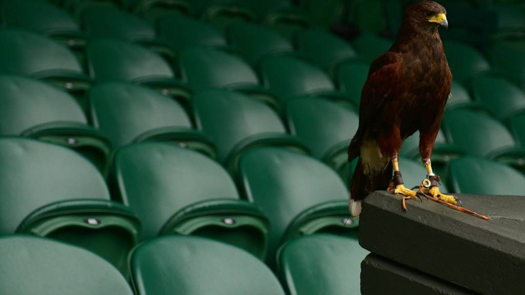 Rufus the Hawk