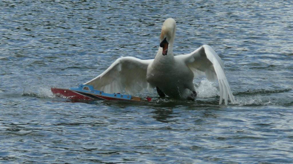 Swan attacking boat