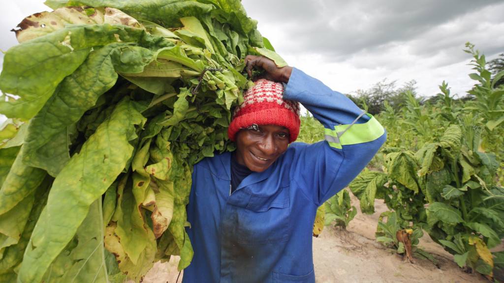 A tobacco worker in Zimbabwe - January 2023