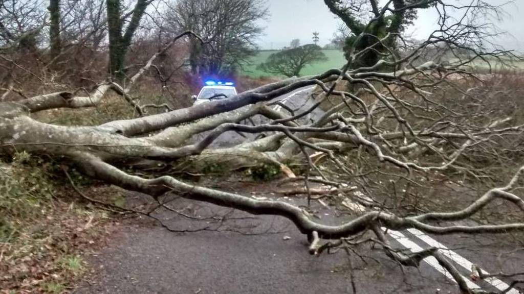 Fallen tree on A379. Pic: Sgt Steve Cayless