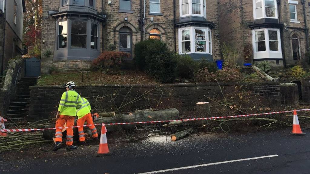 Trees felled in Sheffield