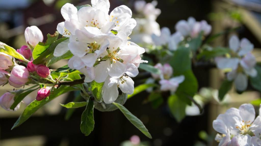 Apple Blossom