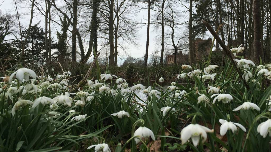 Snowdrops at Oxburgh Hall