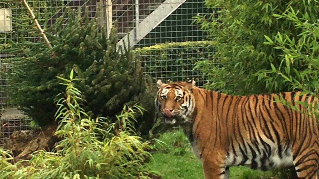 Tiger