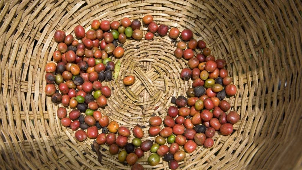 Coffee beans in a basket in Uganda