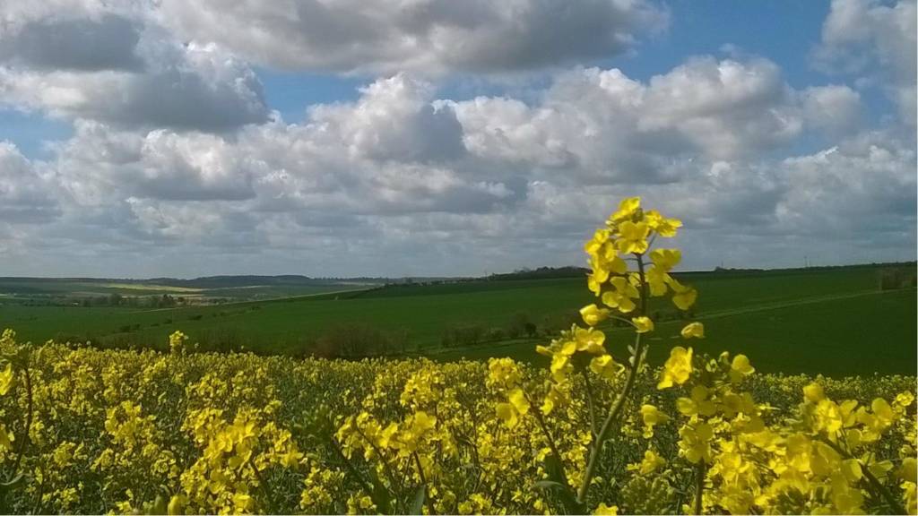 Field of oilseed rape