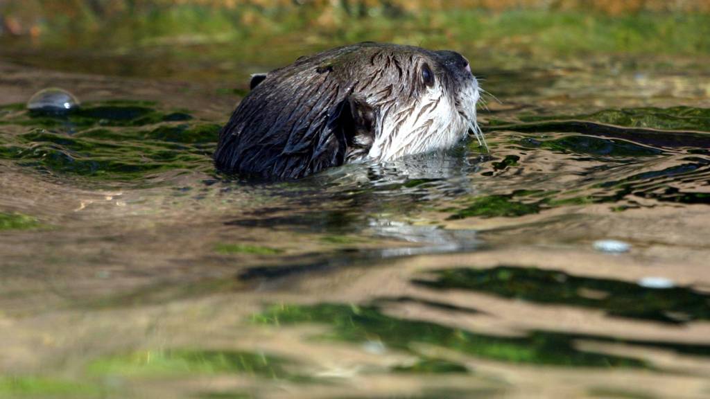 Otter