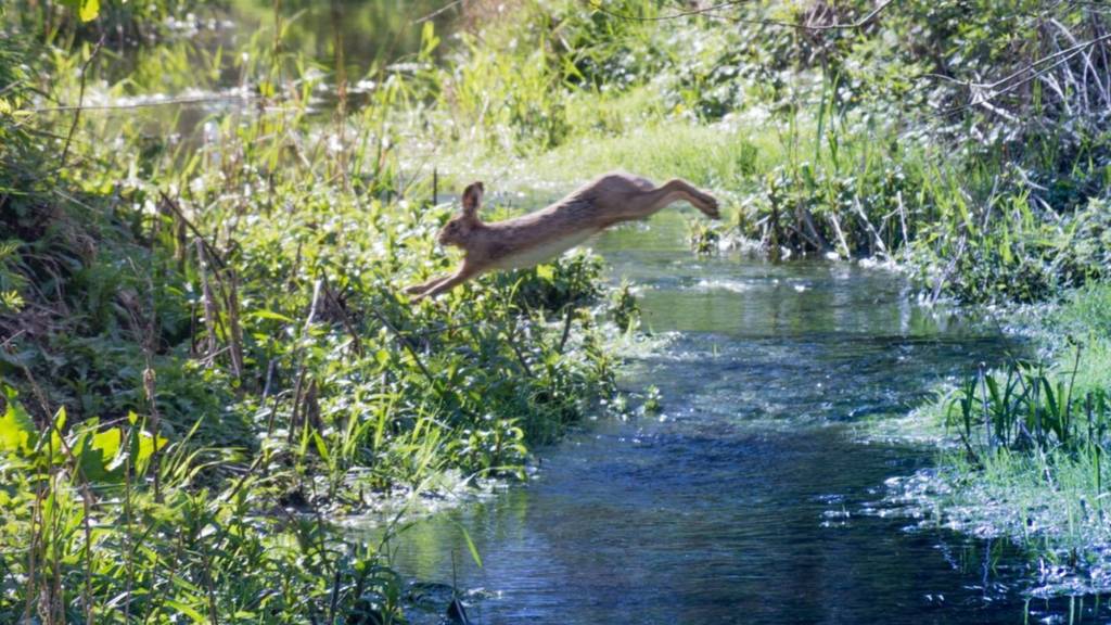 Leaping hare
