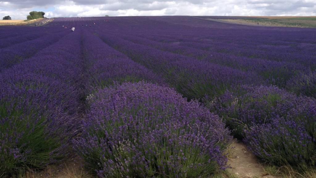 Hitchin lavender