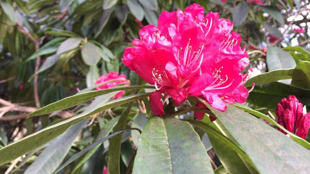 Flower in Trewithen. Pic: Matt Pengelly