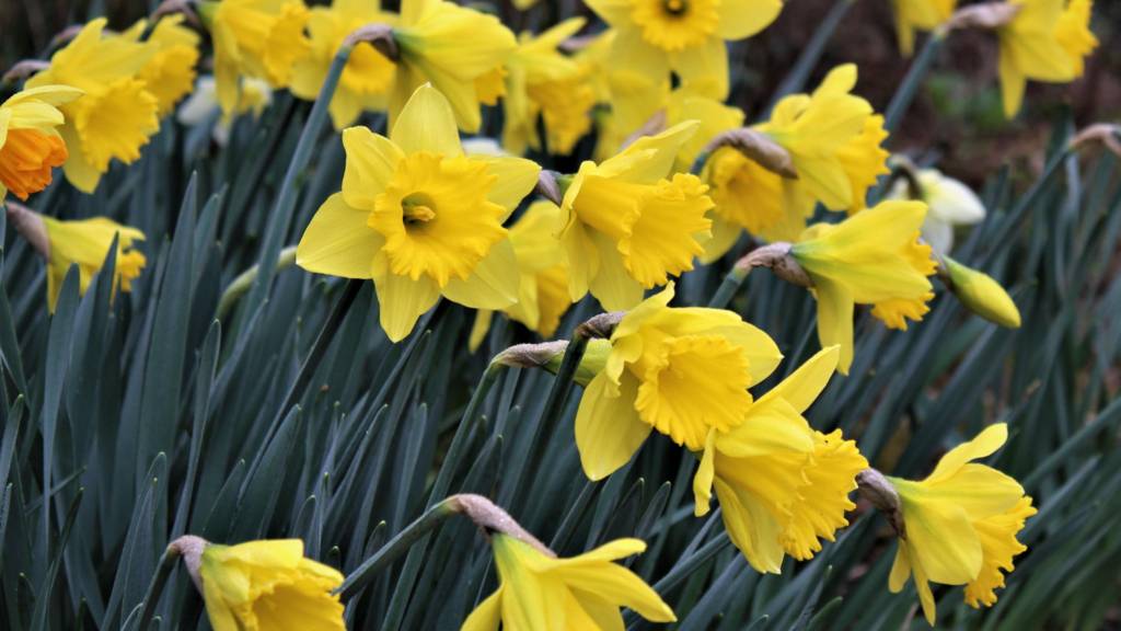 Daffodils in South Luffenham